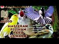 MASTERAN BURUNG JUARA||isian  terbaik untuk burung lomba