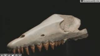 Evolving Ideas How Do We Know Evolution Happens? | Science | Video | PBS LearningMedia