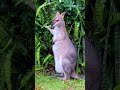 hungry so cute and adorable sweet wallaby gold coast australia