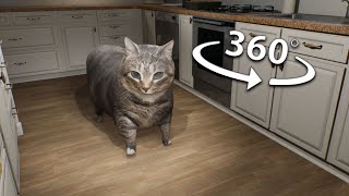 OIIAOIIA Cat Breaks Into Your House 360/VR