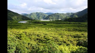 【旅エイター】島巡りの旅『奄美大島②』　鹿児島県・薩南諸島・一人旅