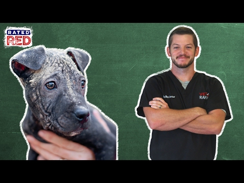 Pet 101: How to Treat Mange Pet 101: How to Treat Mange