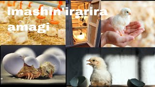 the only TV. imashini irarira amagi nibiki bisabwa 🐔🐣🐥🐤.how to make home made incubator at home