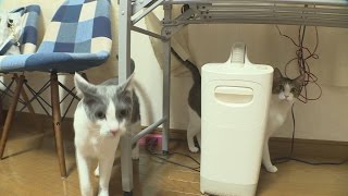 全く違う性格の兄弟猫