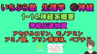 【いちぷら塾】生理学　10 神経　1-14 神経系概要　神経伝達物質　アセチルコリン、モノアミン、アミノ酸、プリン誘導体、ペプチド