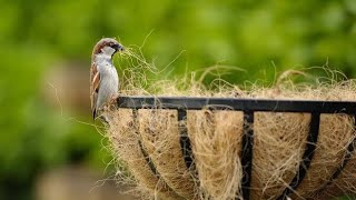 Sparrow Bird nest.