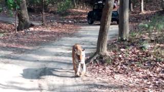 Bijrani Zone Safari - http://www.jimcorbettnationalpark.co.in/