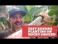 Planting Bananas on Lava Rock in Hawai'i