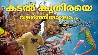 കടൽ കുതിരയെ വളർത്തിയാലോ 😱😱🤩 || Seahorse Malayalam || nature Co