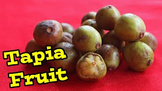 TAPIA - Extremely RARE fruit in MADAGASCAR - Weird Fruit Explorer Ep. 366