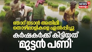 ഞാറ്‌ നടാൻ അതിഥി തൊഴിലാളികളെ ഏൽപ്പിച്ചു, Malappuram Valancheryയിൽ കർഷകർക്ക്‌ കിട്ടിയത്‌ 'മുട്ടൻ പണി'