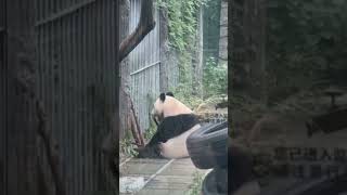 点点玩嗨皮了 #来这吸熊猫 #panda #大熊猫 #cute #一方水土养一方熊猫 #熊