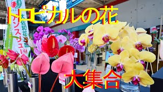 「トロピカル」な花集結　大田市場で展示