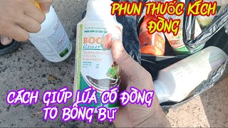 Phun thuốc kích đòng cách giúp lúa có đòng to bông bự | lê chung vlog