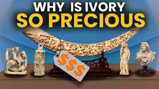 Why is IVORY so Precious ? The Dark Truth Behind Its Value