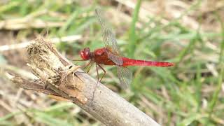 Broad Scarlet, Crocothemis erythraea, male, Vuurlibel, Brakel, GLD, the Netherlands, 8 July 2023