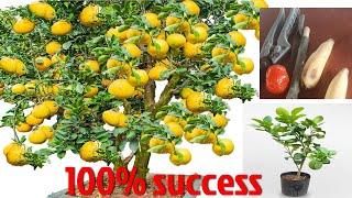 How to propagate Grapefruit tree from cuttings, Cool Method How, Give large and many fruits