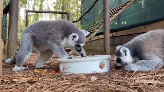 Our endangered ring-tailed lemur family is enjoying lunch out of a forage feeder today!