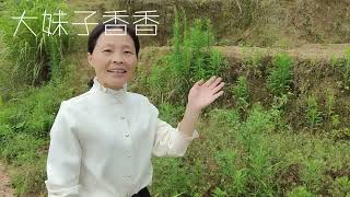 家里有小孩不爱吃饭，认识下农村这野草“糯米团”！