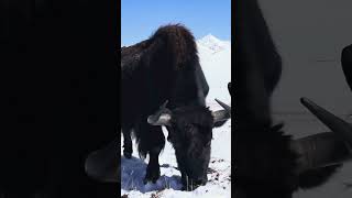 大草原辽阔无垠，远处雪山映衬下，一片白茫茫的草地延伸至天际。一群黑色牦牛，毛发浓密，在雪地里低头坚韧地寻找着稀少的食物，它们体型健壮，偶尔抬头警觉地环顾四周。