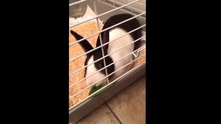 a cute bunny eats vegetable @2014.11.1