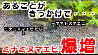 【超簡単】ミナミヌマエビを爆増させる重要ポイントとは！？