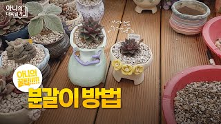 좁은 공간 효율적 관리 방법/모노케로티스, 파이브스타, 백모단/ 만들어 쓰는 수제 다육이 화분