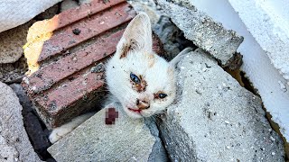 LTT Animal || Emergency Trapped Under Concrete: 3 Kittens' Miraculous Survival