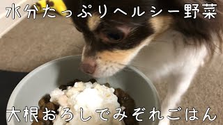 【手作り犬ごはん記録】ふわふわみぞれごはん／食べる音／咀嚼音【チワワのチロ】Make dog food