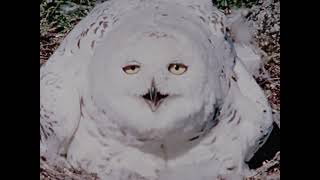 PSA Wins: NFB Canada - Hinterland Who's Who - The Snowy Owl