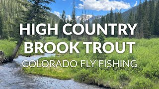 Fly Fishing a Mountain Stream FULL of Hungry WILD Brookies | High Country | FLY FISHING COLORADO