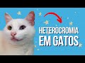 Você já viu um gatinho branco com olhos verde e azul???