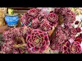 Korean Succulent Variegated Crested for sale# Korean Succulent garden tour,( part #1) 8/11/2024