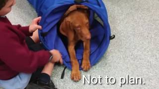 Puppy Class Graduation