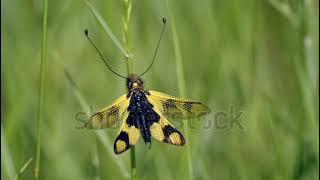 stock footage yellow owlfly libelloides macaronius a strange european insect flight in slow motion