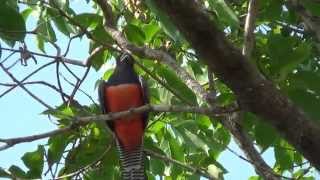 BLUE-CROWNED TROGON male singing (TROGON CURUCUI), SURUCUÁ-DE-BARRIGA-VERMELHA, Exotic birds.