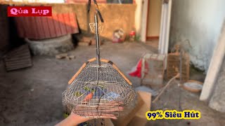 Chiếc Lụp Bẫy Chim Khuyên Sát Thủ 99% Siêu Hút || bird traps // Chiến Ơi