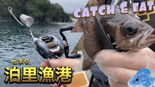 泊里漁港でメバルが釣れた！悪天候との戦い☔️〈catch\u0026eat〉