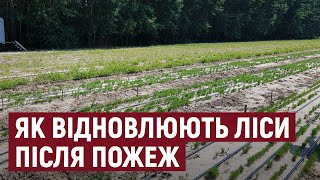 На Херсонщині цьогоріч відновили після пожеж майже 400 га лісів