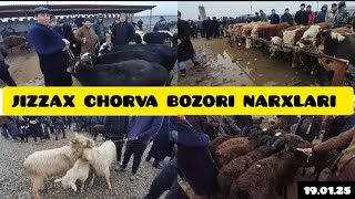 JIZZAX OSIYO MOL QO'Y BOZORI NARXLARI ЖИЗЗАХ ОСИО ЧОРВА МОЛ БОЗОРИ НАРХЛАРИ #жиззах #rek #ozod