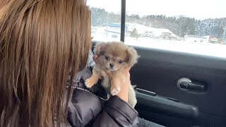 子犬チワワ、初めて会ったときの動画。【chihuahua】