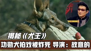 为追求影片真实，功勋犬拍戏时被当场炸死，导演：我就是故意的！