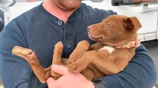 This Shelter Puppy Won the Hearts of Everyone With Her Constant Smile