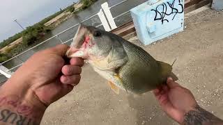 Mendota bass fishing bass ave (MUST SEE)