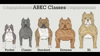 ABKC CLASSES BULLY