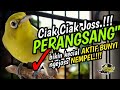 Ciak Ciak Joss Kecial Kuning PERANGSANG AMPUH‼️Bikin Kecial AKTIF JOSS NEMPEL‼️| PEPADU KECIAL