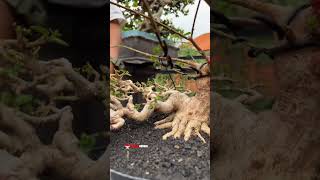 🔴Eksekusi 🔥🔥🔥🤩 bonsai sancang kalau ngga sekarang kapan lagi ? Bersama Mr. Space Bonsai