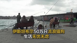 伊斯坦布尔50万只流浪猫狗生活无忧无虑   该市1500万居民关爱照护并与之和谐共处