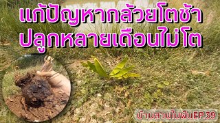 บ้านสวนในฝันEP.39 วิธีแก้ปัญหากล้วยโตช้า  ปลูกกล้วยหลายเดือนแล้วไม่โต สาเหตุเกิดจากอะไร!