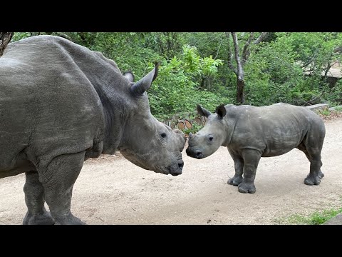 Did rhinos live in the Middle East?